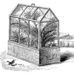 Victorian Horticulture, or How to be a Well-Rounded Grad Student