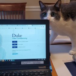 Cat peering over laptop screen
