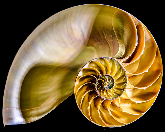 cross section of nautilus shell